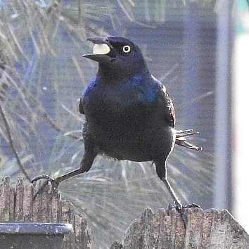 Blackbirds, Bluebirds, Redbirds, OH MY! - JCS Wildlife