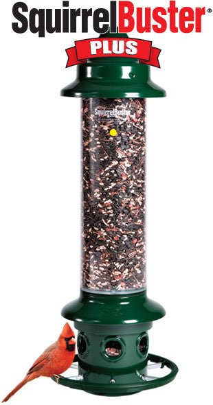 Brome Squirrel Buster Plus Bird Feeder w/ Cardinal Perch Ring 1024 - Squirrel Proof - JCS Wildlife