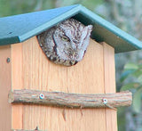 JCS Wildlife Cedar Screech Owl Nest Box with Poly Lumber Roof - JCS Wildlife