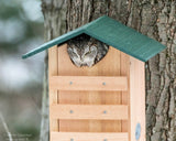 JCS Wildlife Cedar Screech Owl Nest Box with Poly Lumber Roof - JCS Wildlife