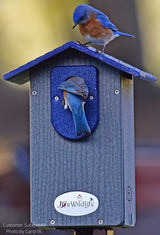 JCS Wildlife Ultimate Bluebird House - Mounting Pole Bundles Available! - JCS Wildlife