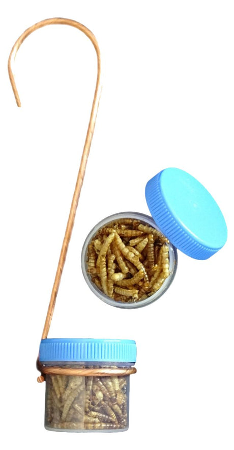 Single Hanging Bug DOTS Mealworm Bluebird Bird Feeder w/ Copper Hanger & 2 DOTS - JCS Wildlife